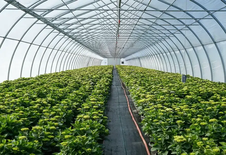 How Long Does Greenhouse Construction Take? A Step-by-Step Timeline