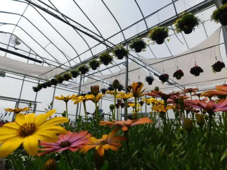 Greenhouse Construction 101: From Site Prep to Final Installation