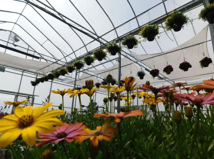 Greenhouse Construction 101: From Site Prep to Final Installation