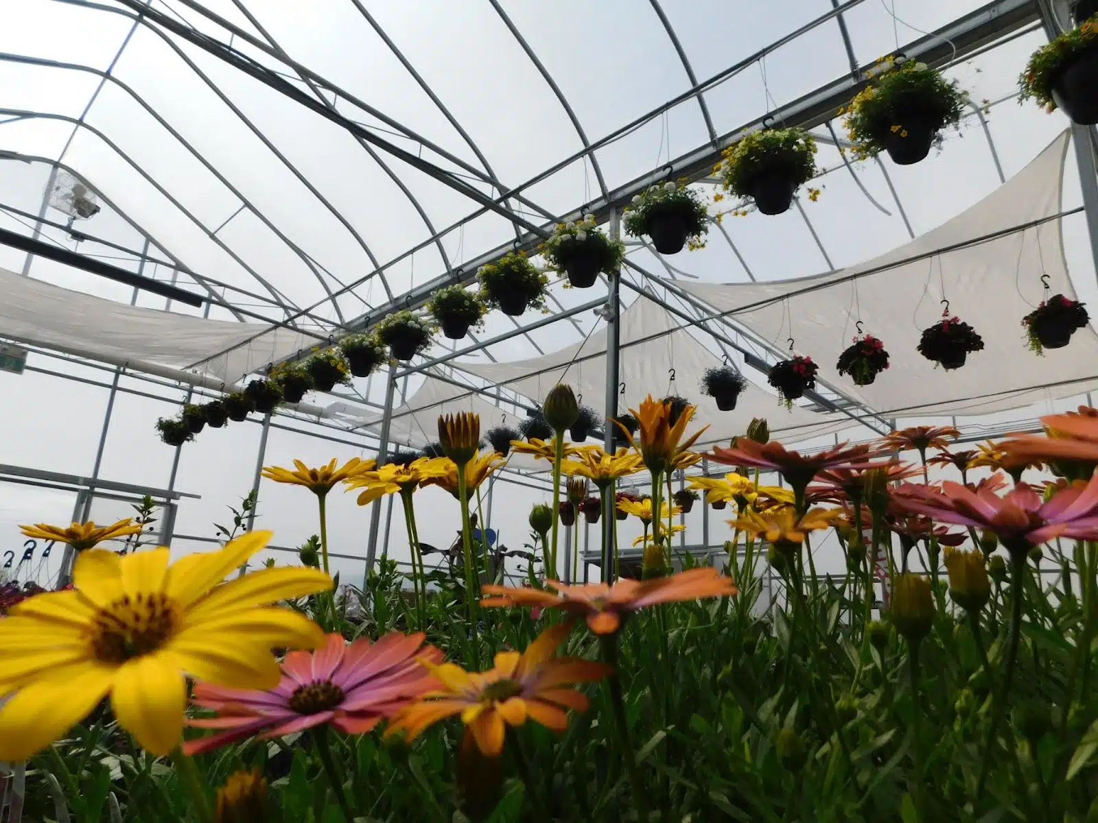 Greenhouse Construction 101: From Site Prep to Final Installation