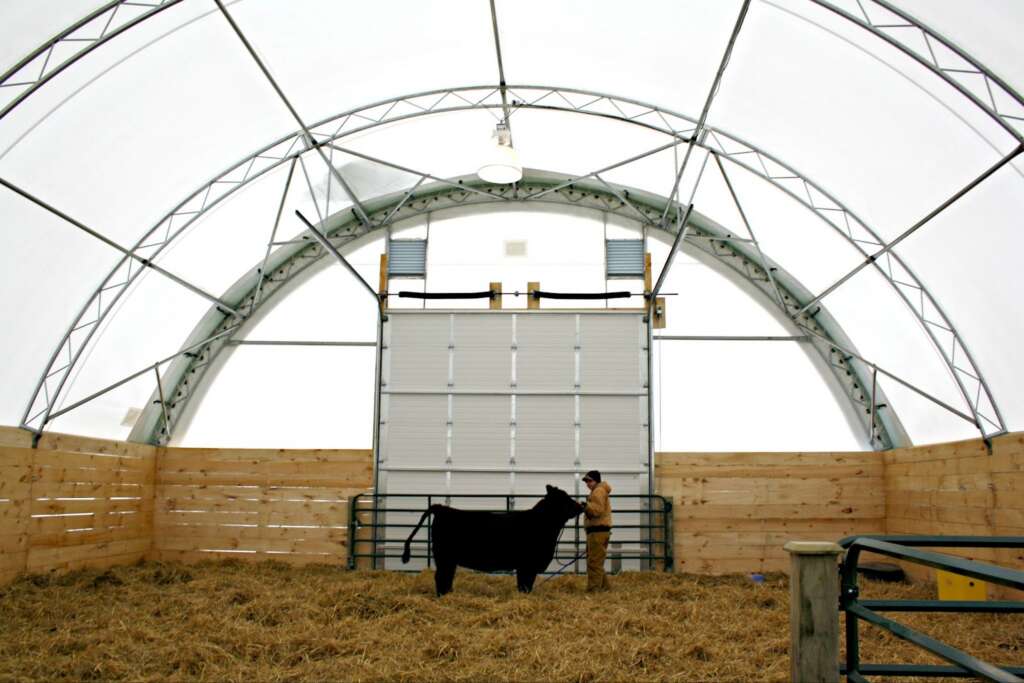 Inside a fabric covered structure with a cow and a person