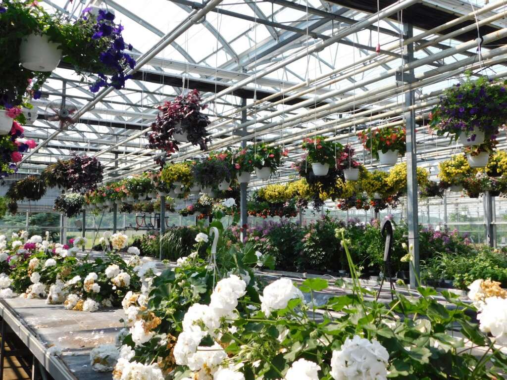 inside a commerical greenhouse with flowers