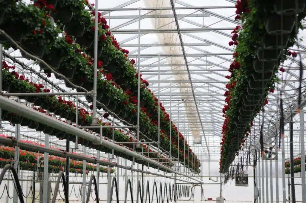 inside a greenhouse structure with rows of red flowers and irrigation systems