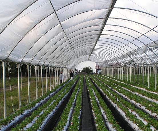 inside a greenhouse structure with a metal frame