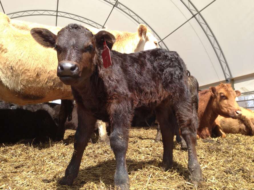 calf under fabric covered structure