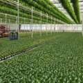 Ventilation, Footprint & Real Cost: What Commercial Greenhouse Buyers Actually Need to Budget For