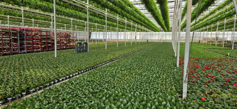 Ventilation, Footprint & Real Cost: What Commercial Greenhouse Buyers Actually Need to Budget For