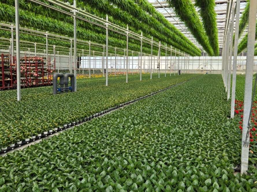 Ventilation, Footprint & Real Cost: What Commercial Greenhouse Buyers Actually Need to Budget For