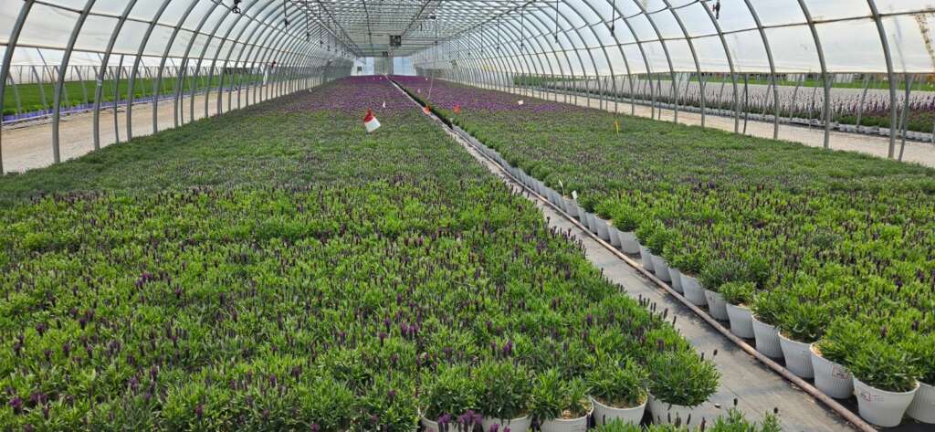 green plants inside a commercial greenhouse structure