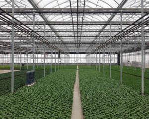Commercial Greenhouse Design