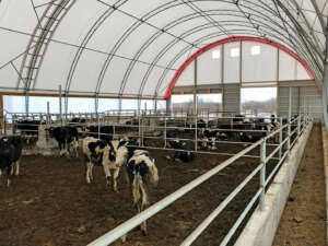 Cattle dome feedlot