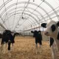 Feedlot Fabric Structures: Covering Your Feeding Pens Without Killing Your Budget