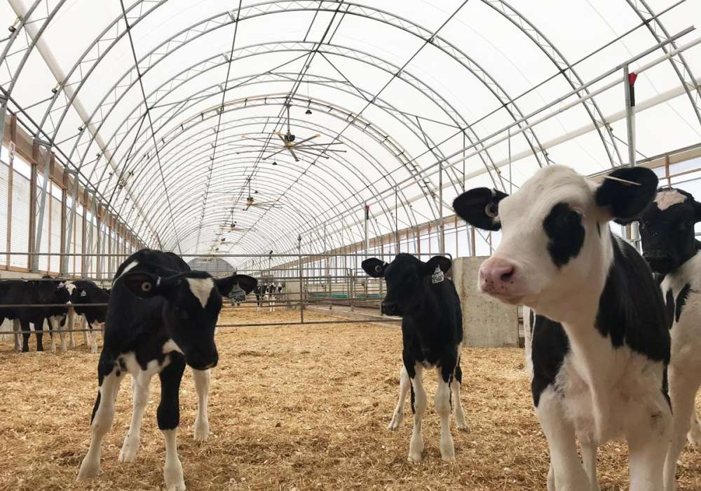 Cattle Dome