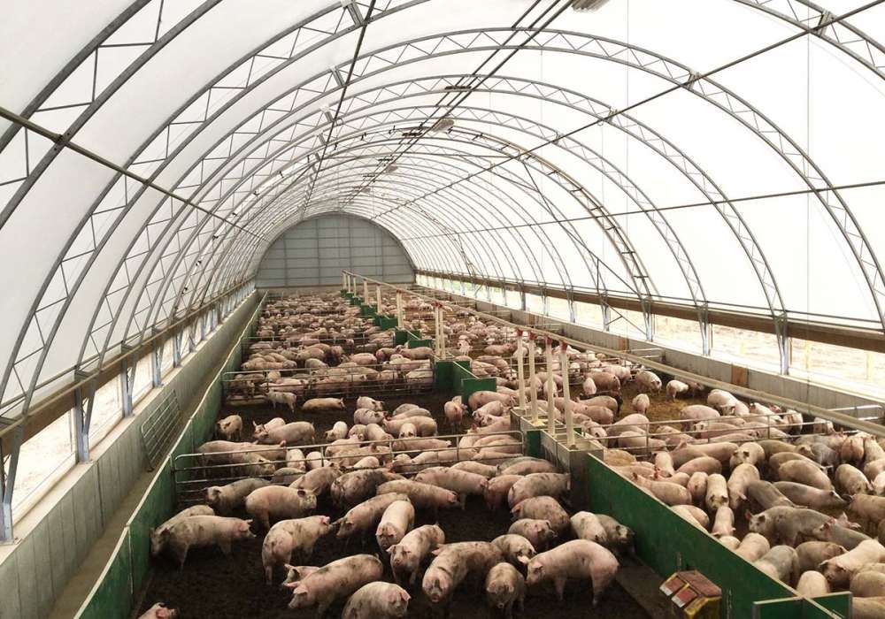Pig Domes