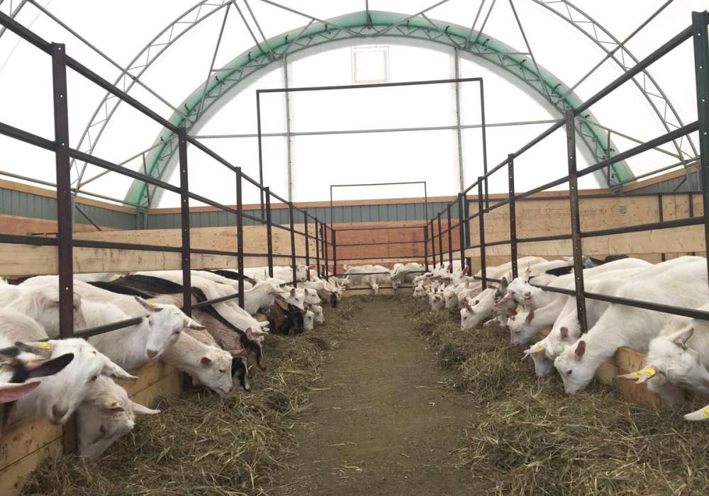Goat Dome