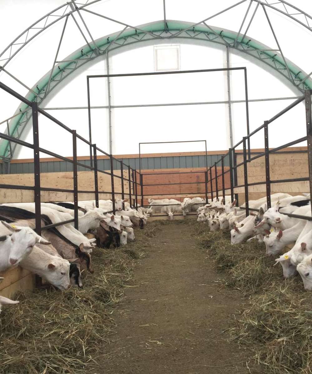 Goat Dome