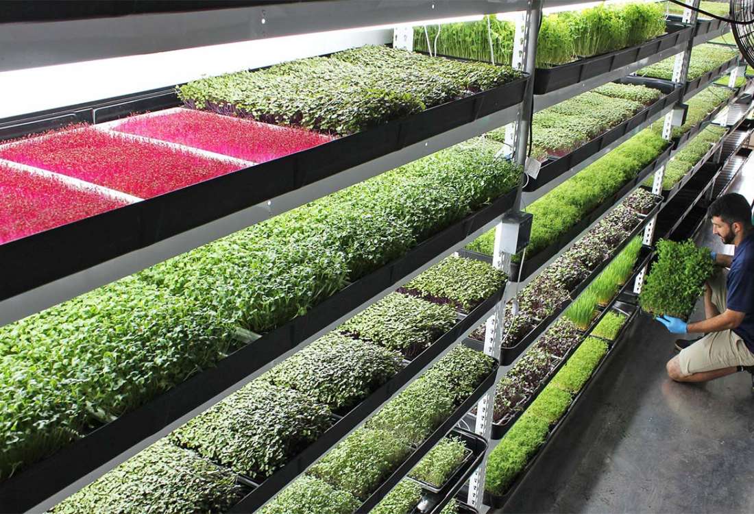 Vertical Farming