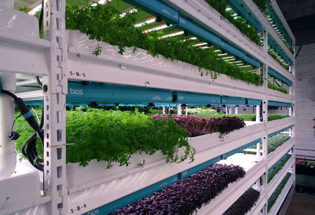 Vertical Growing System